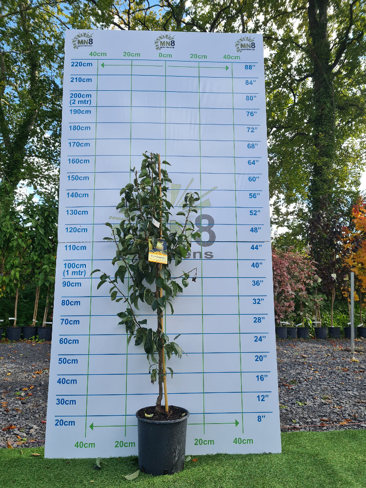 Pear Tree "Conference" 