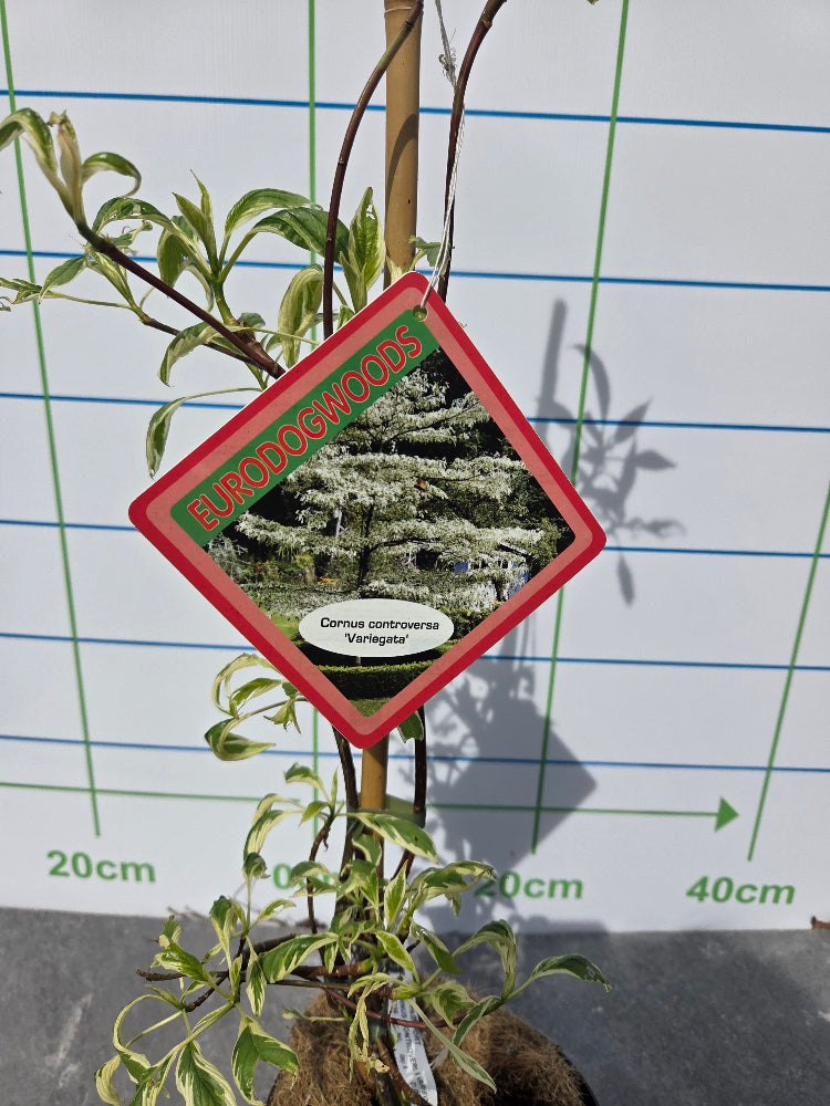 Cornus kousa 'Variegata' (Variegated Kousa Dogwood) "Wedding Cake Tree"