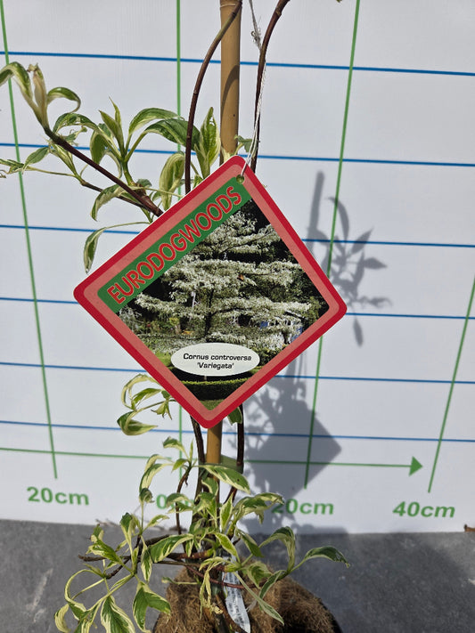 Cornus kousa 'Variegata' (Variegated Kousa Dogwood) "Wedding Cake Tree"