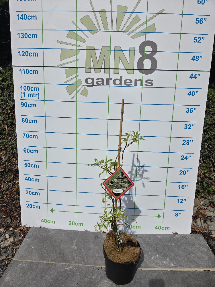 Cornus kousa 'Variegata' (Variegated Kousa Dogwood) "Wedding Cake Tree"