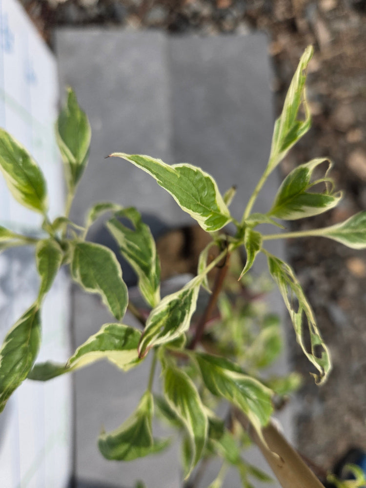 Cornus kousa 'Variegata' (Variegated Kousa Dogwood) "Wedding Cake Tree"