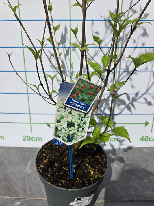 Cornus kousa var. chinensis (Chinese Dogwood)