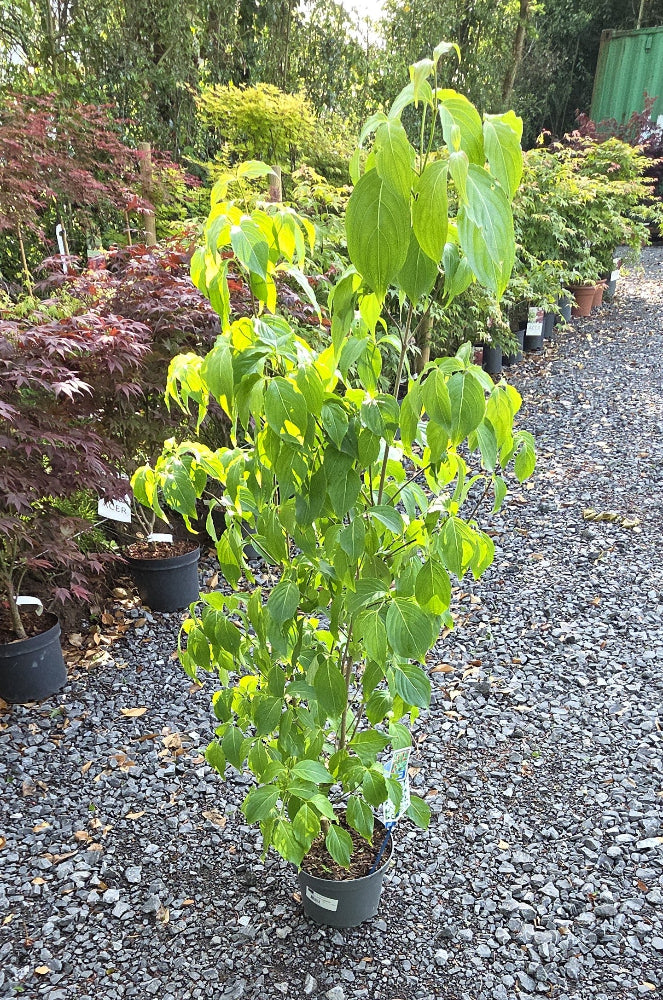 Cornus kousa var. chinensis (Chinese Dogwood)