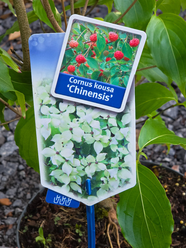 Cornus kousa var. chinensis (Chinese Dogwood)
