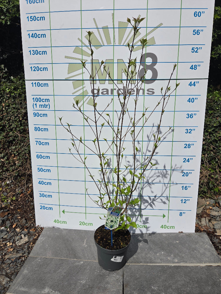 Cornus kousa var. chinensis (Chinese Dogwood)