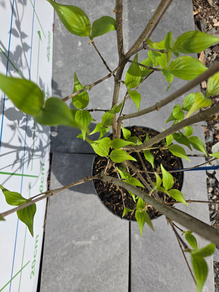 Cornus kousa var. chinensis (Chinese Dogwood)