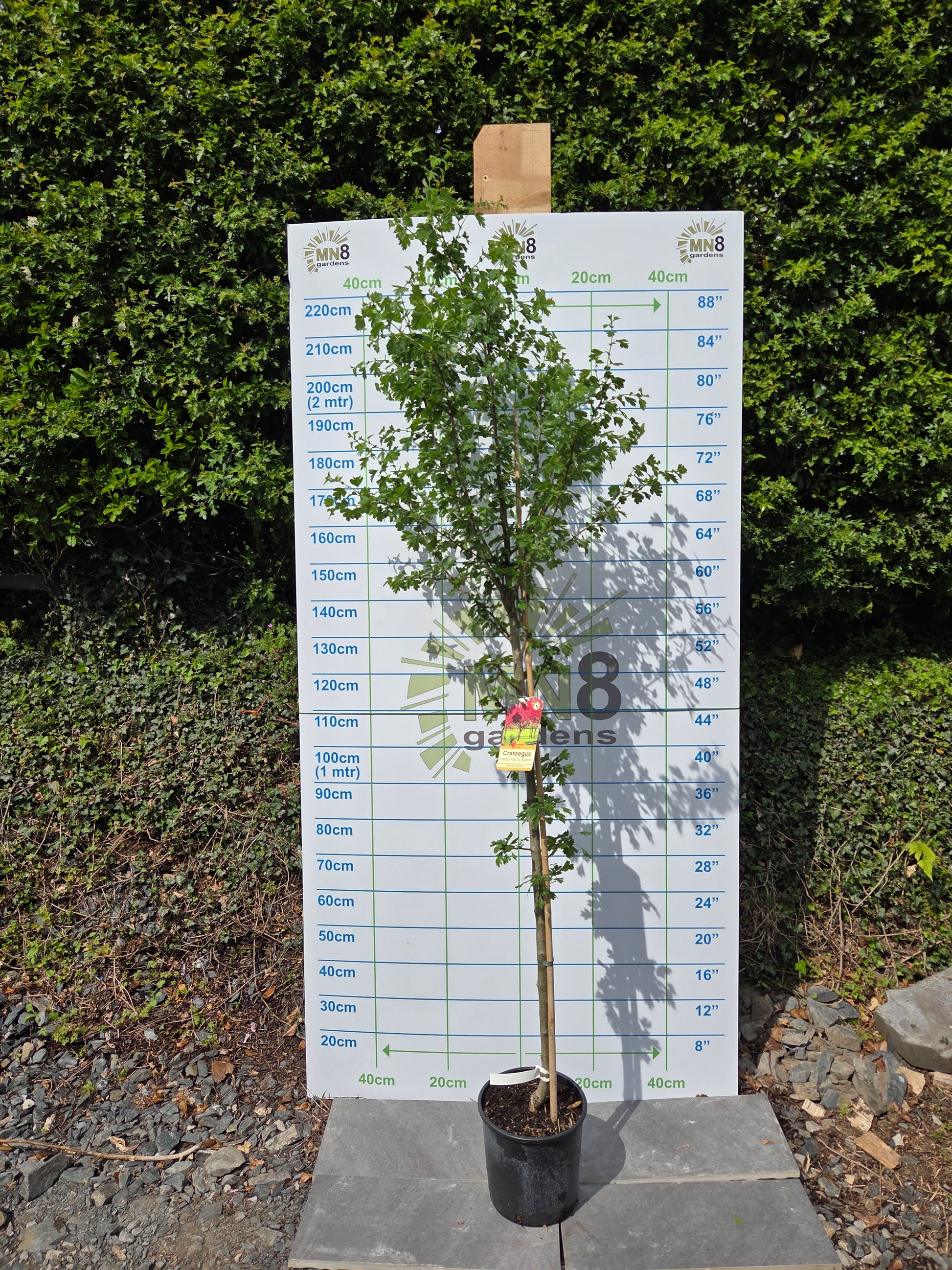 Crataegus 'Paul's Scarlet' Hawthorn Tree Ireland