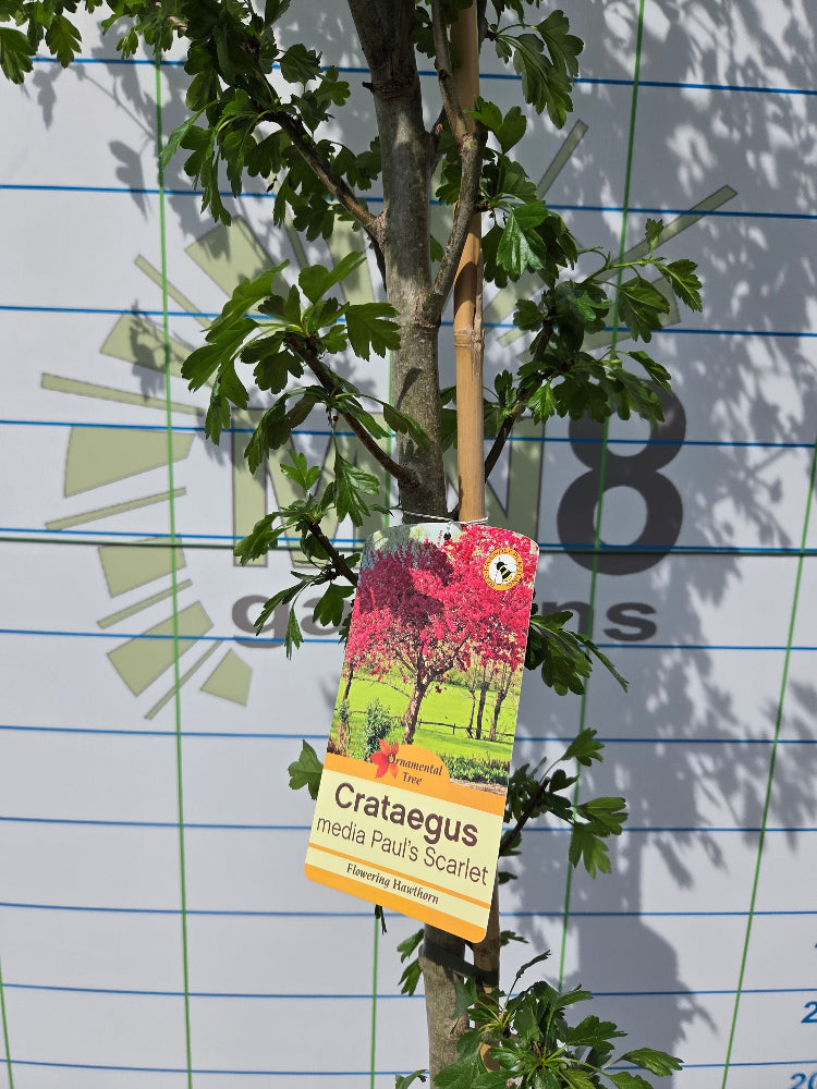 Crataegus 'Paul's Scarlet' Hawthorn Tree Ireland