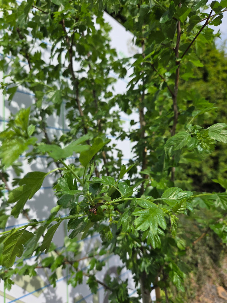 Crataegus 'Paul's Scarlet' Hawthorn Tree Ireland