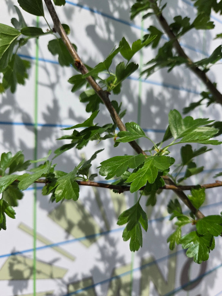 Crataegus 'Paul's Scarlet' Hawthorn Tree Ireland