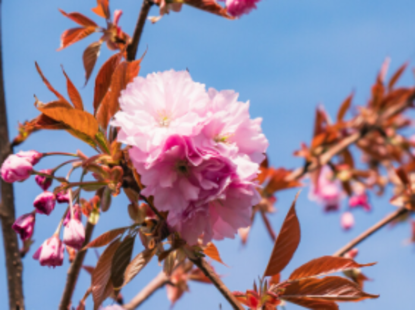 6 Tree Bundle Special Offer