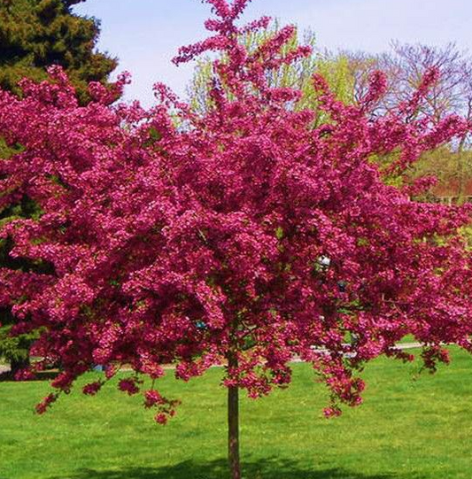 Crataegus 'Paul's Scarlet'