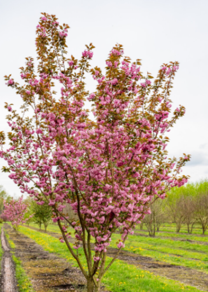 Cherry, Prunus S. Kanzan.