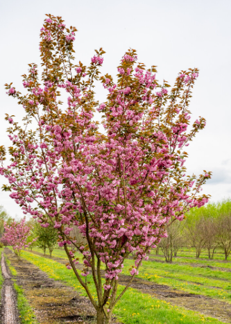 3 Tree Bundle - Royal Burgandy, Pauls Scarlet, Prunus S. Kanzan, Special Offer