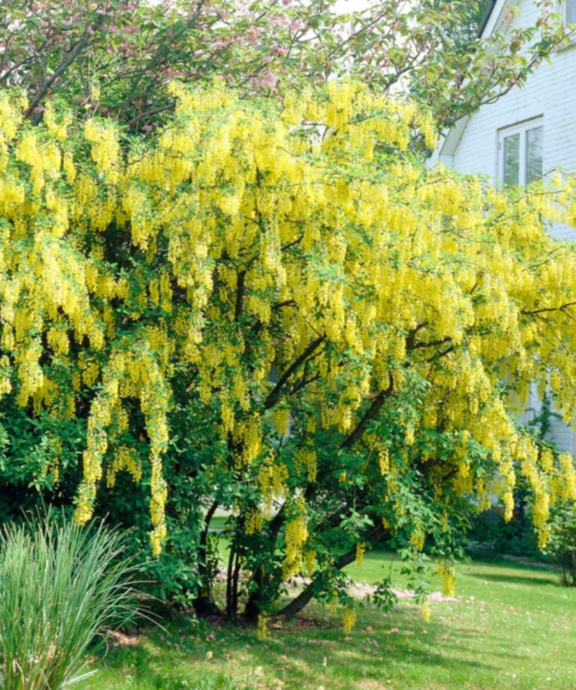 6 Tree Bundle Special Offer