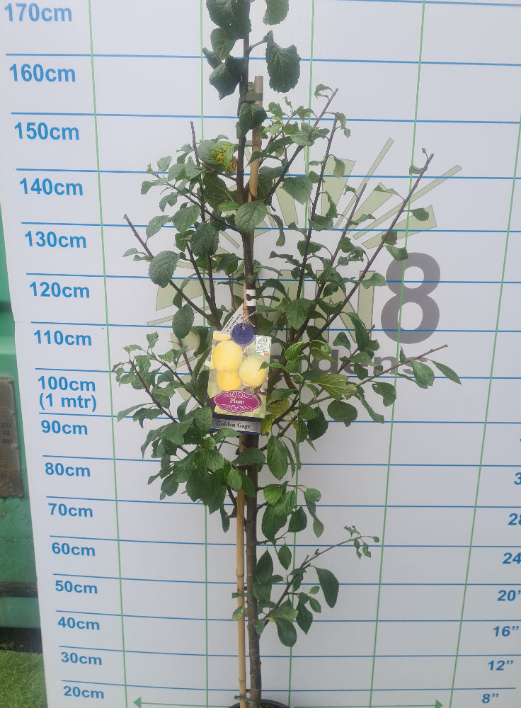 Golden Gage Plum