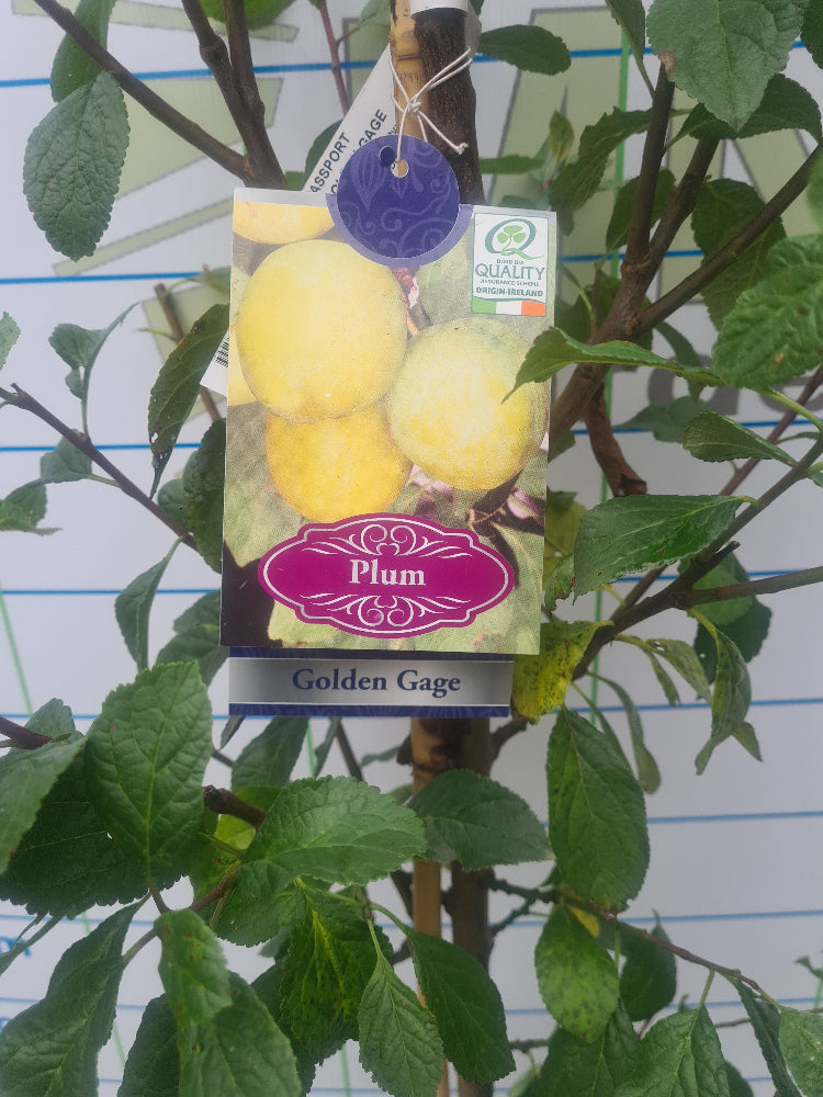 Golden Gage Plum Tree