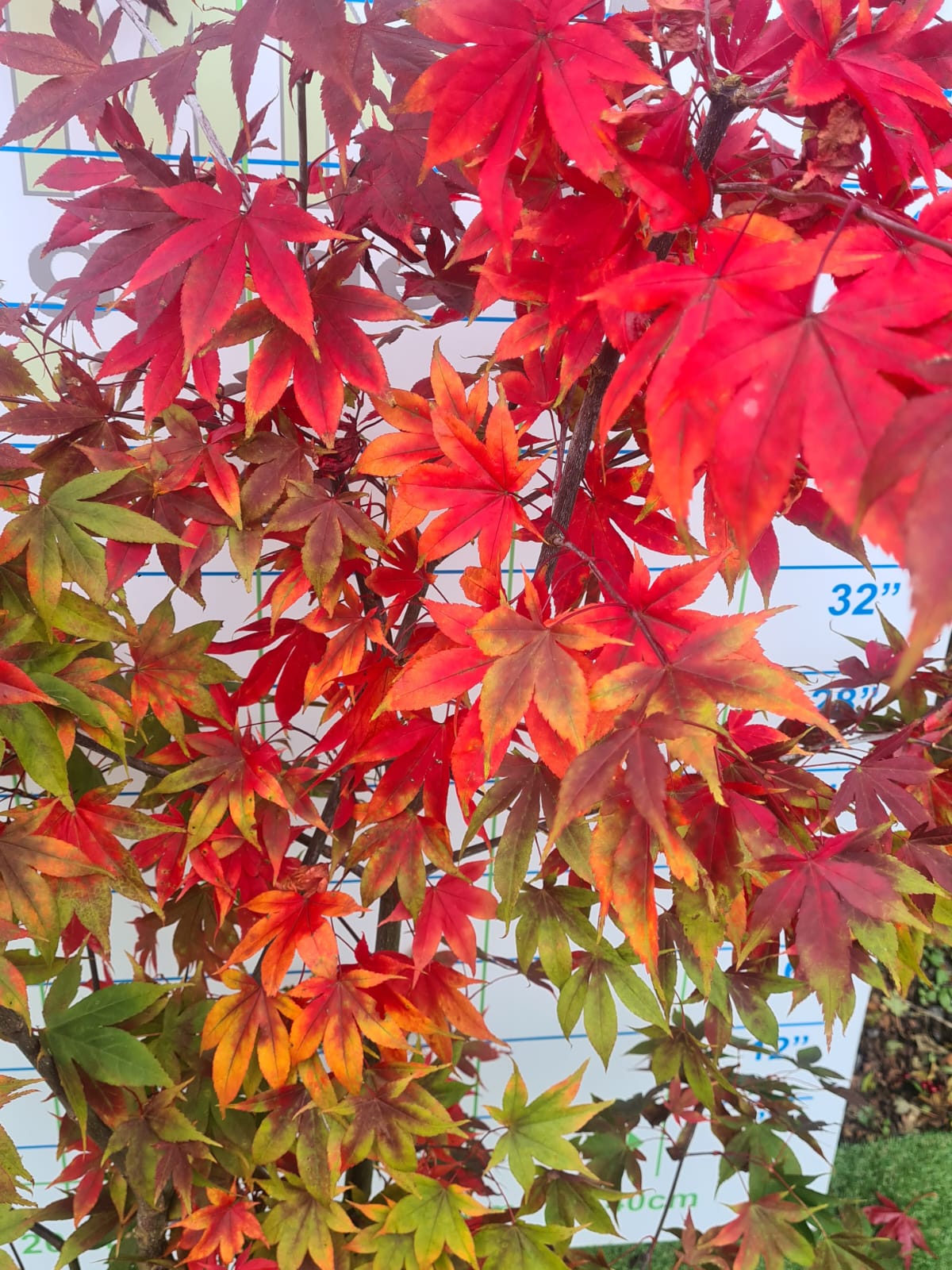 Acer Palmatum 'Osakazuki' Japanese Maple