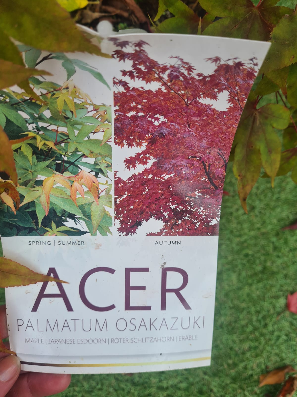 Acer Palmatum 'Osakazuki' Japanese Maple