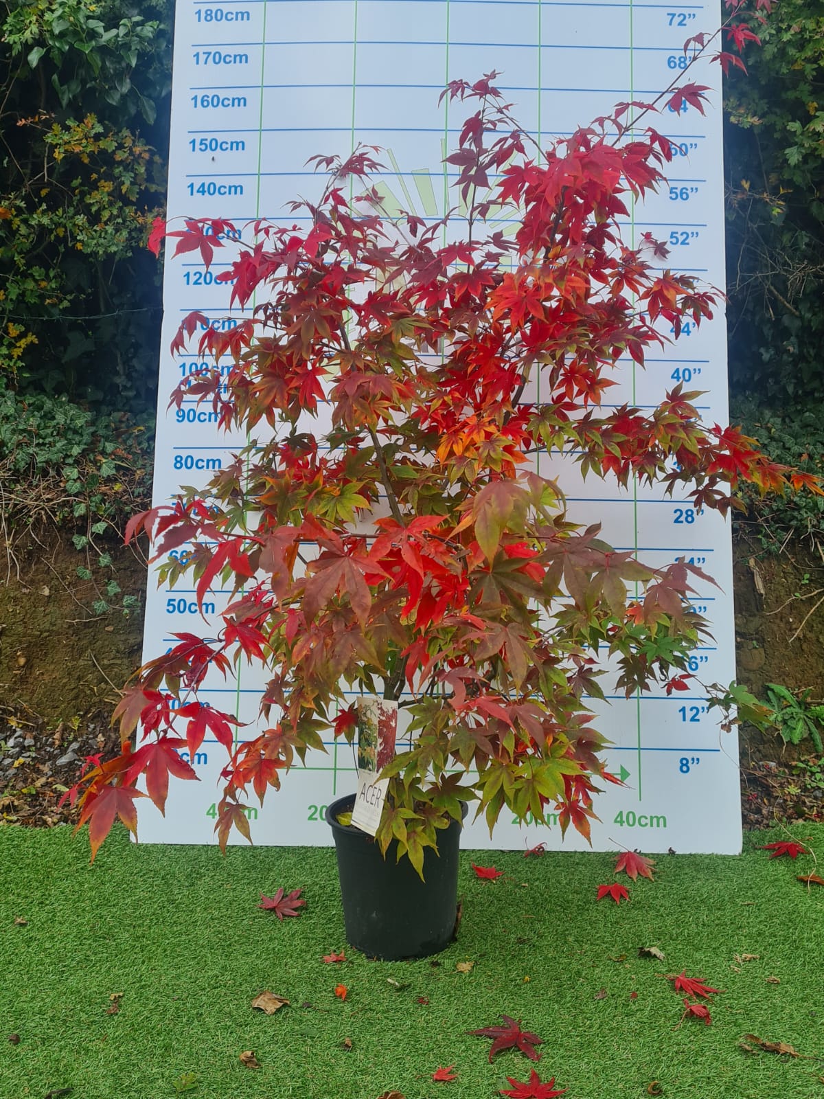 Acer Palmatum 'Osakazuki' Japanese Maple