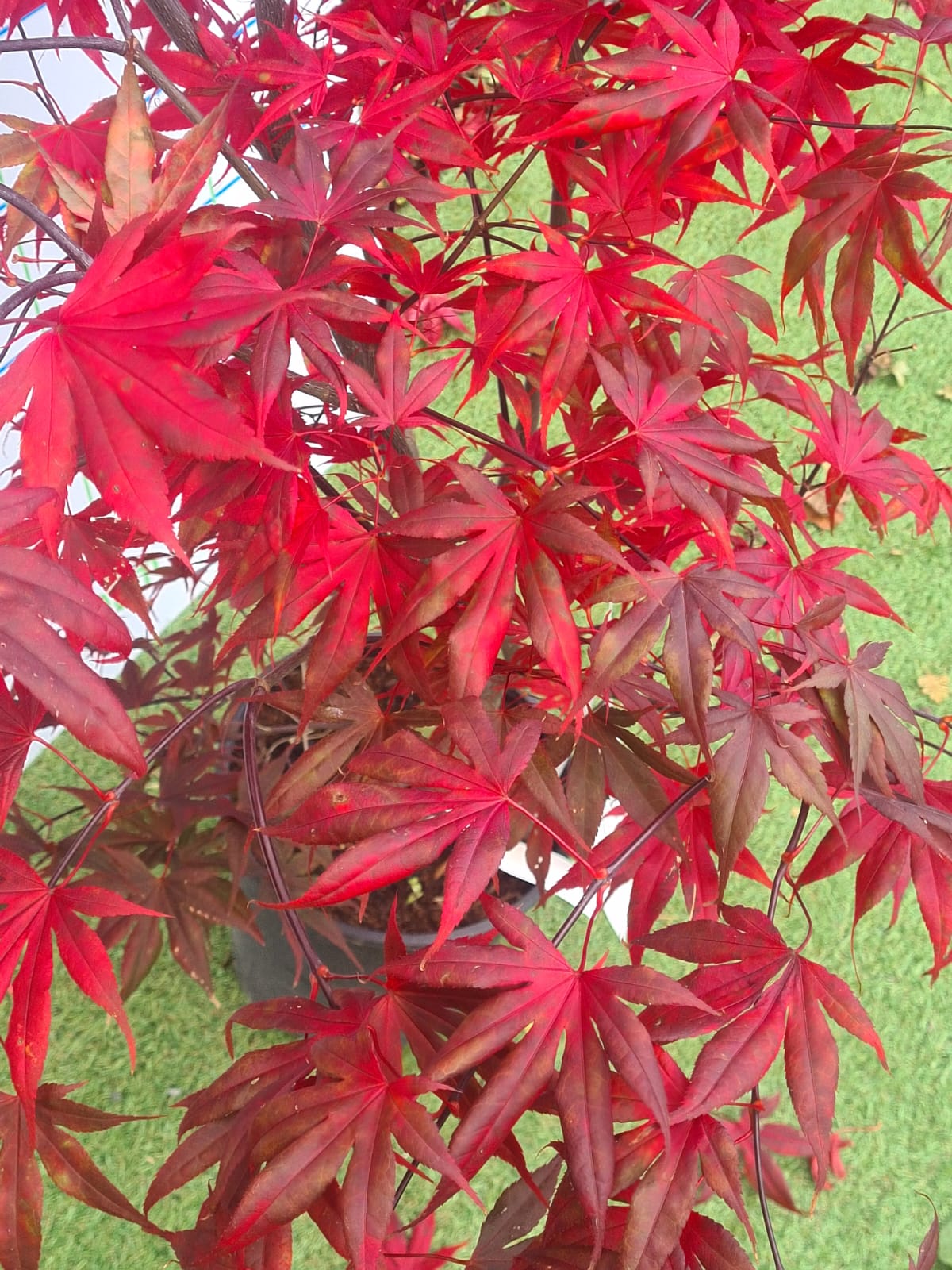 Acer Palmatum 'Osakazuki' Japanese Maple