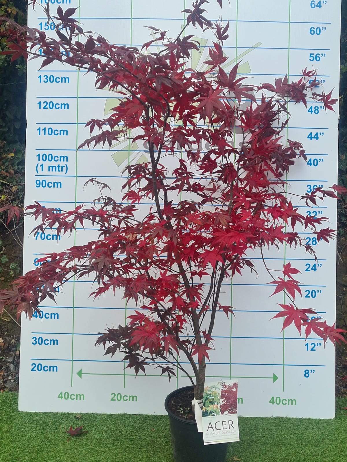 Acer Palmatum 'Osakazuki' Japanese Maple