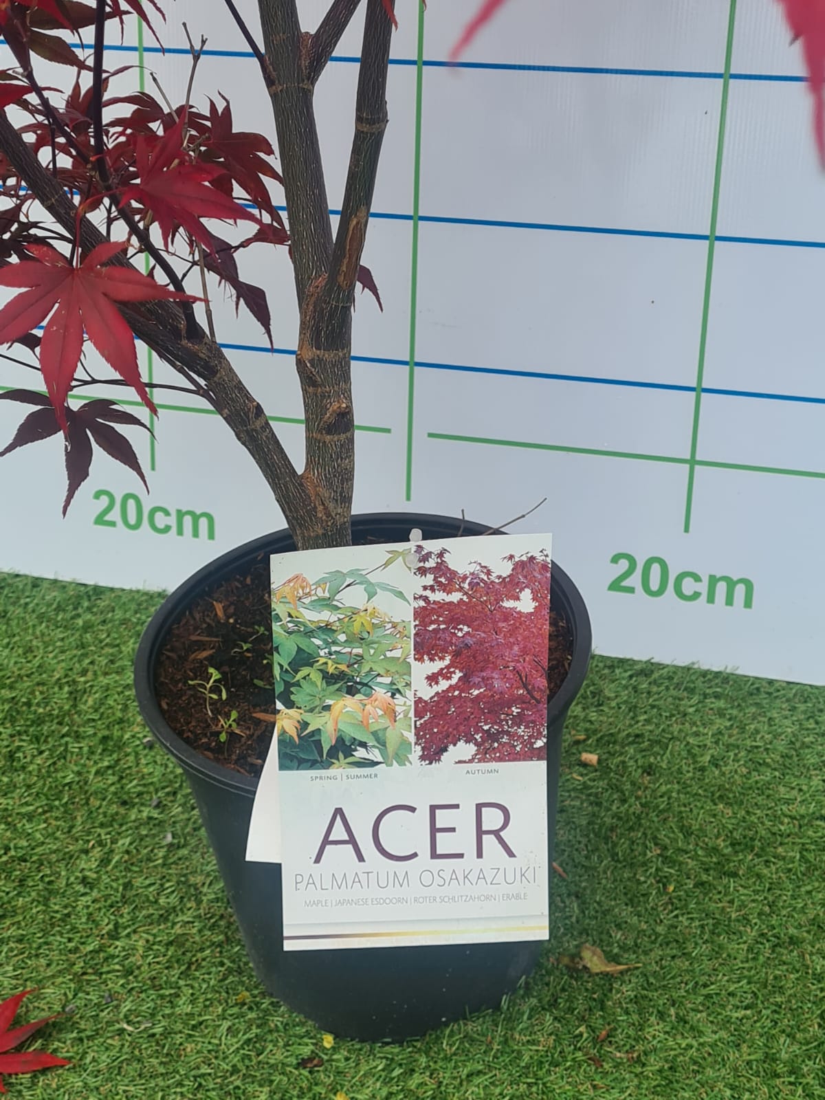 Acer Palmatum 'Osakazuki' Japanese Maple