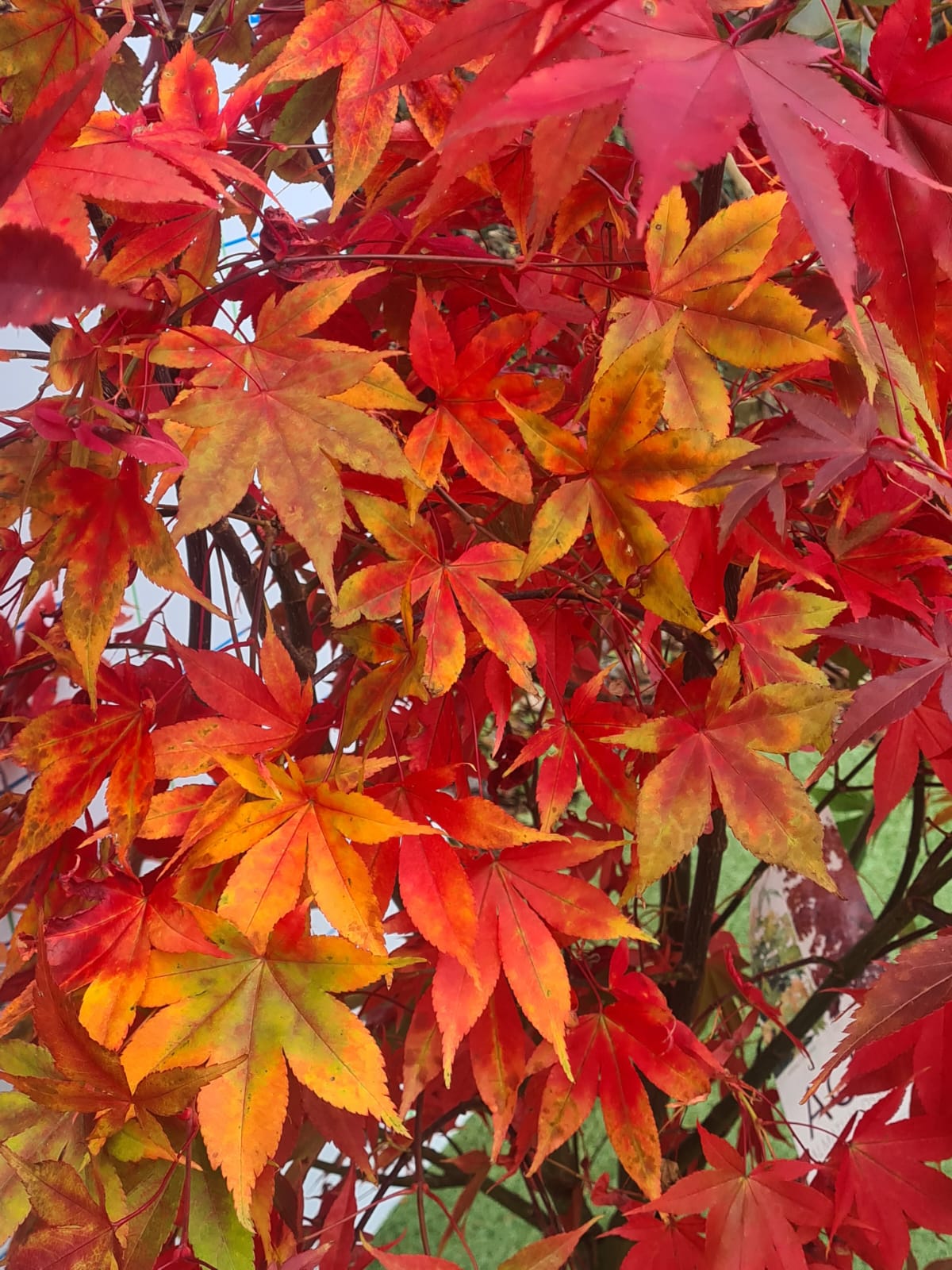 Acer Palmatum 'Osakazuki' Japanese Maple