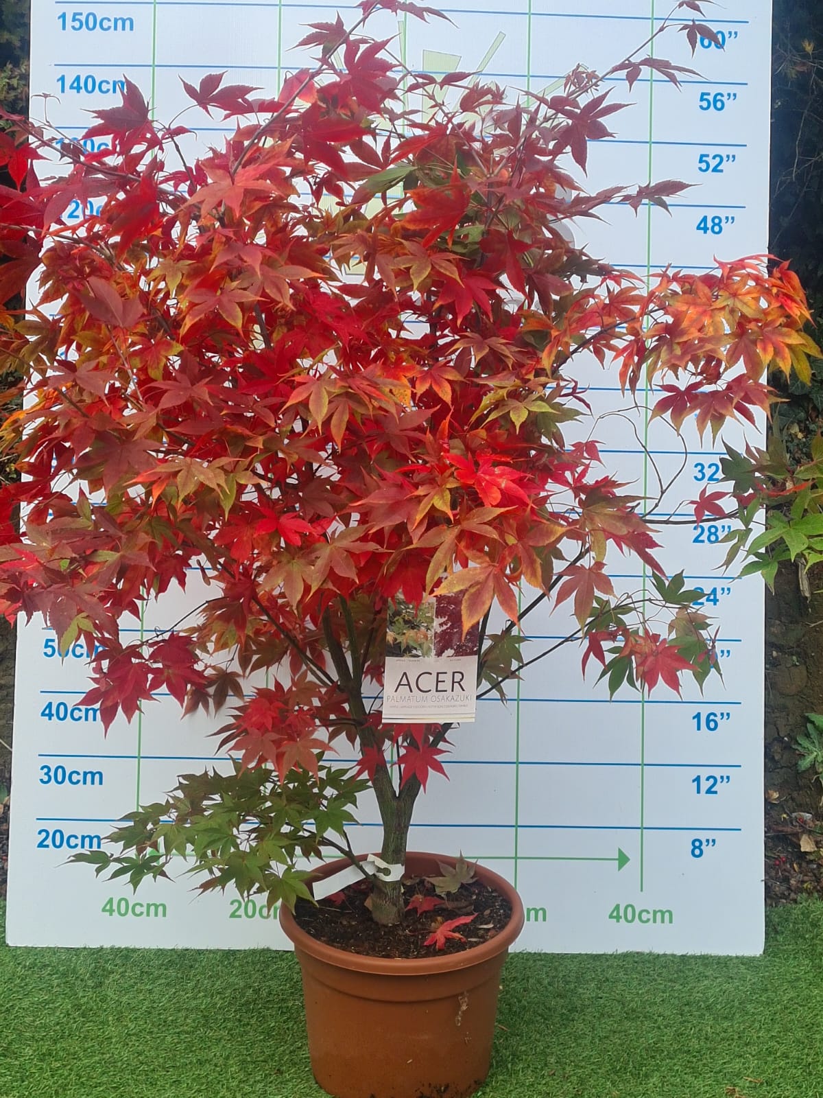 Acer Palmatum 'Osakazuki' Japanese Maple