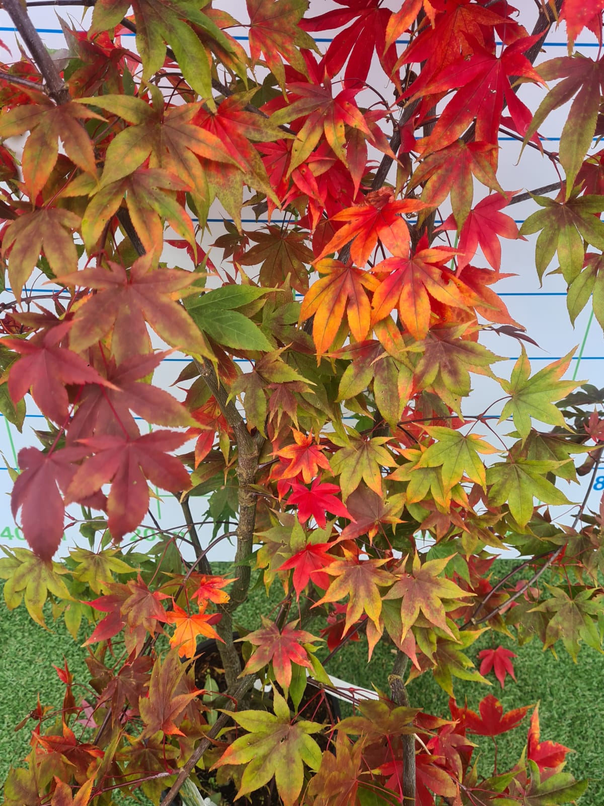 Acer Palmatum 'Osakazuki' Japanese Maple