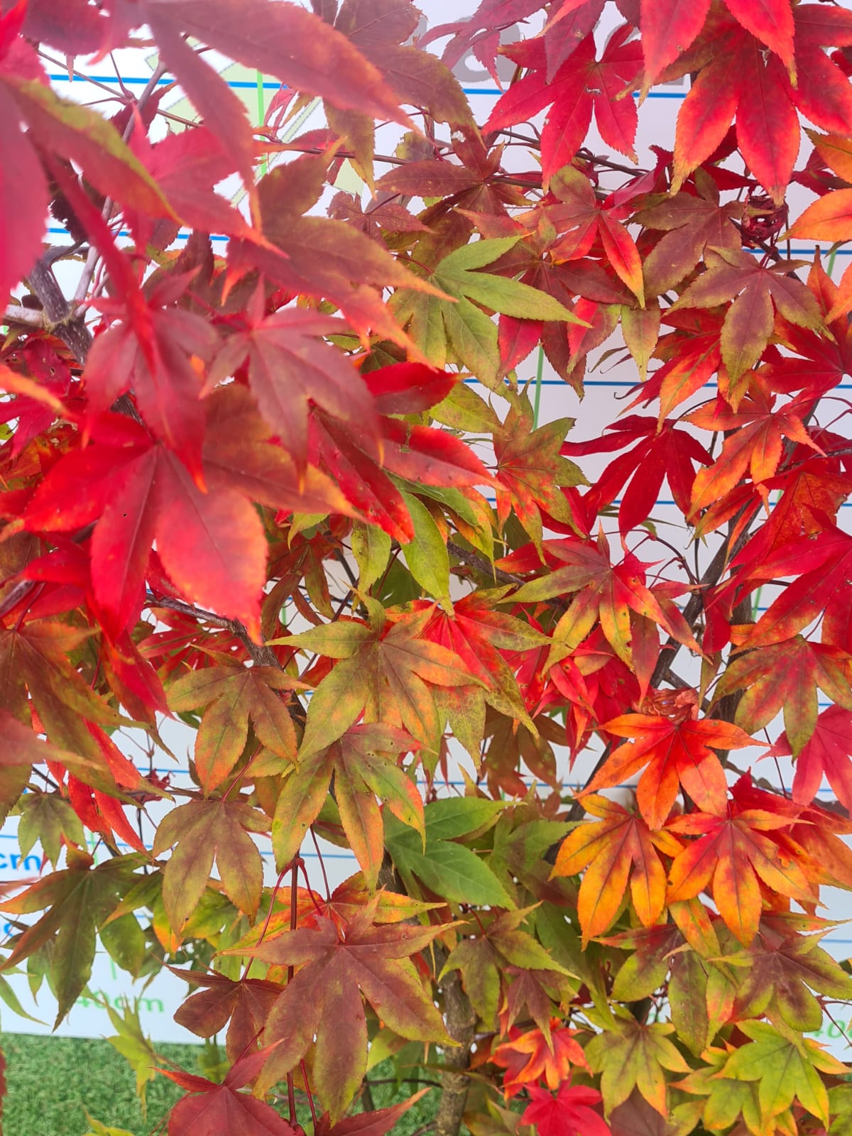 Acer Palmatum 'Osakazuki' Japanese Maple