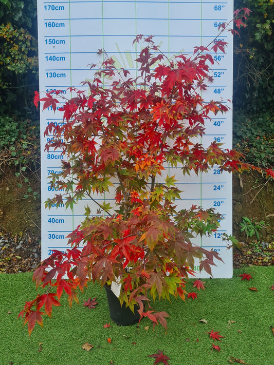 Acer Palmatum 'Osakazuki' Japanese Maple