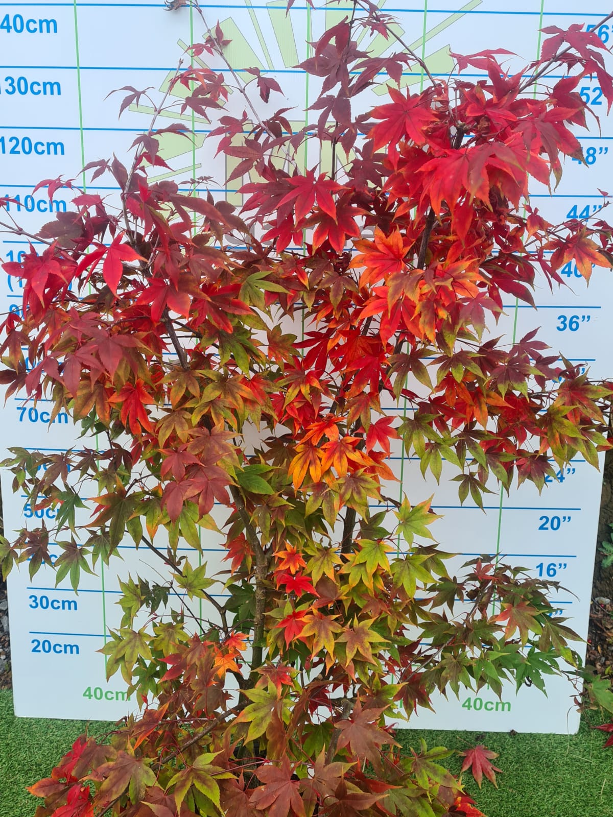 Acer Palmatum 'Osakazuki' Japanese Maple