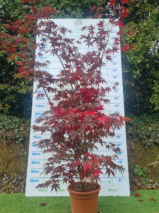 Acer Palmatum 'Bloodgood' Japanese Maple
