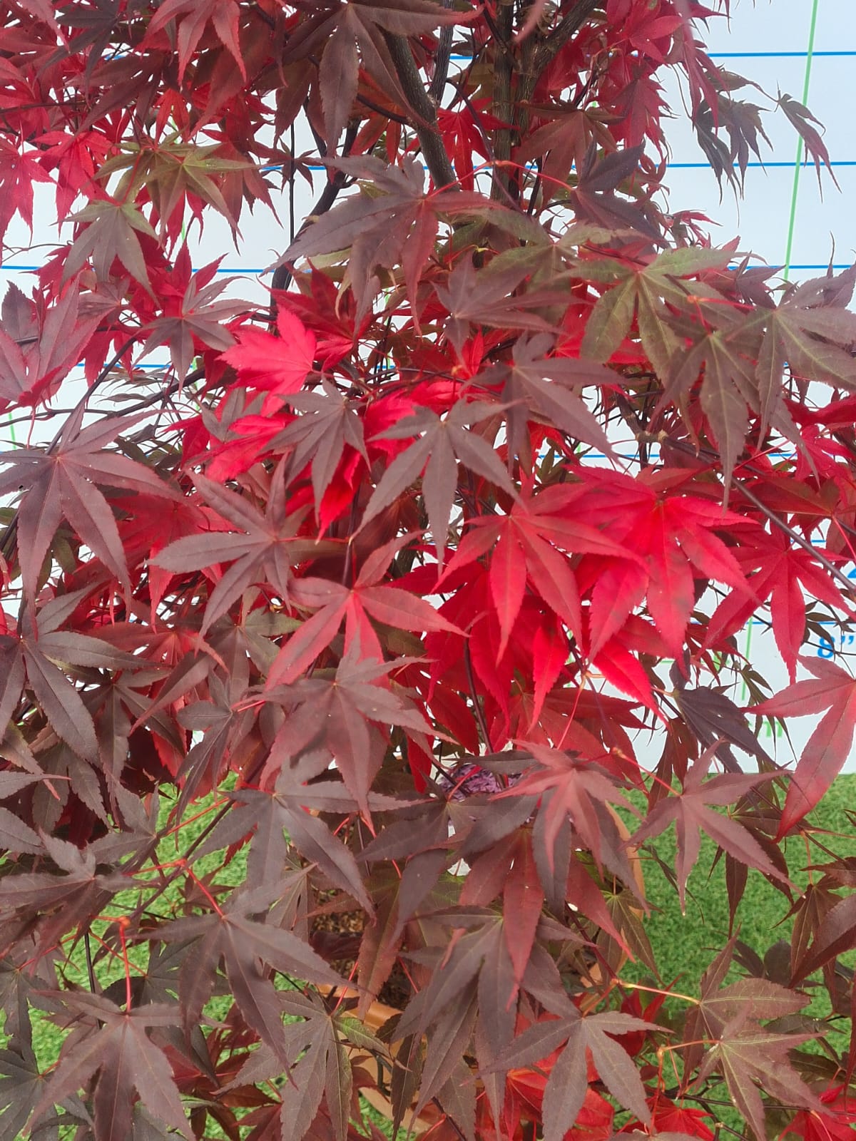 Acer Palmatum 'Bloodgood' Japanese Maple