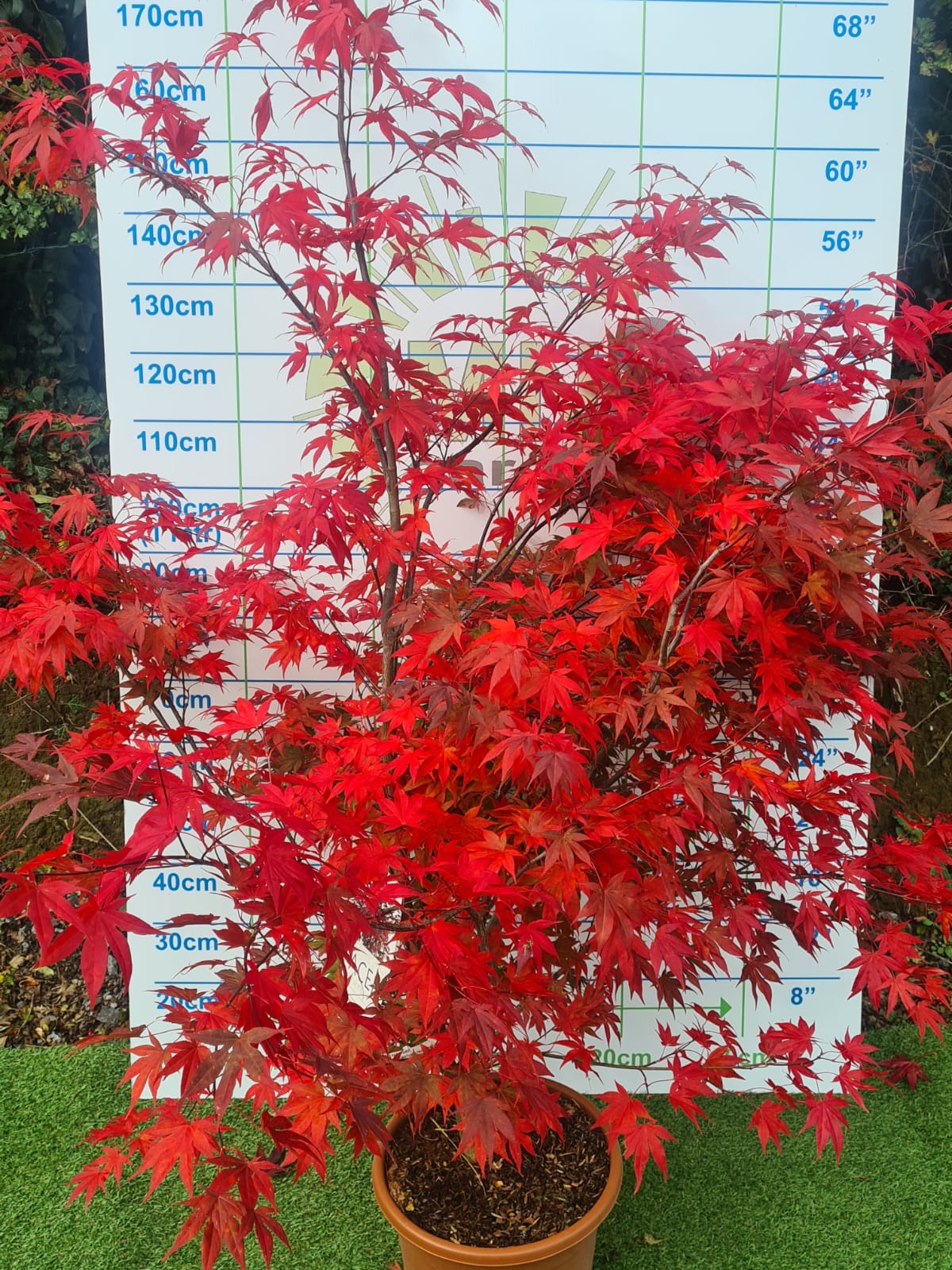 Acer Palmatum 'Bloodgood' Japanese Maple