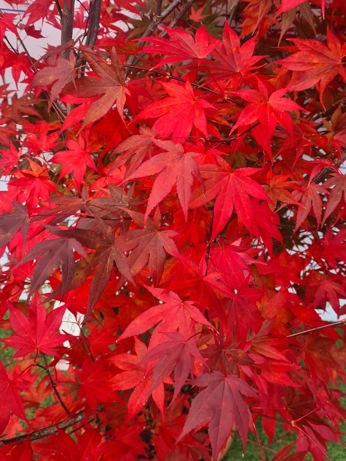 Acer Palmatum 'Bloodgood' Japanese Maple