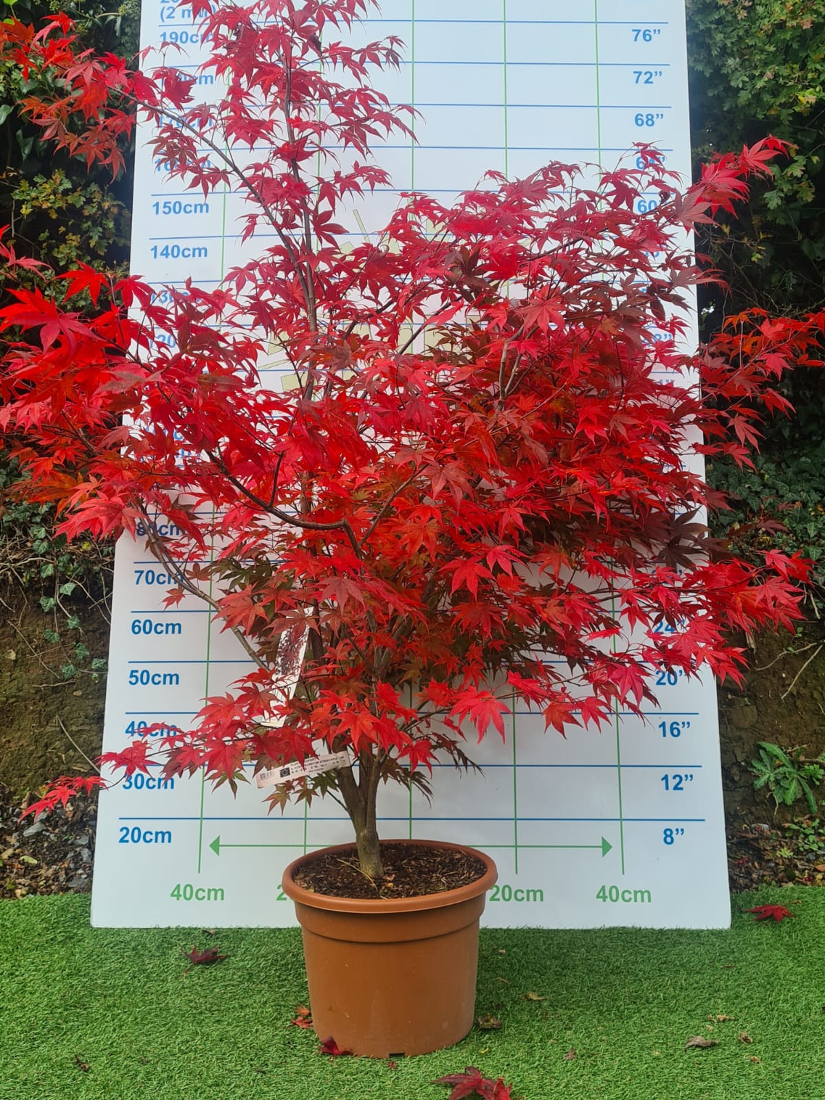Acer Palmatum 'Atropurpureum' (Purple Japanese Maple)