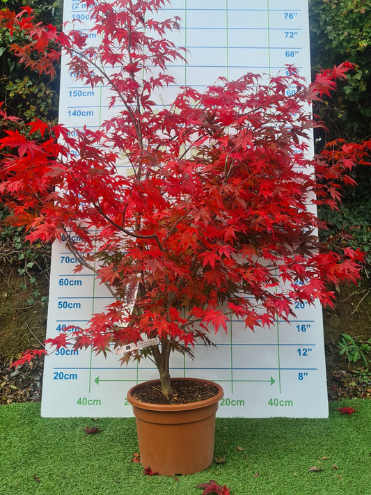 Acer Palmatum 'Atropurpureum' (Purple Japanese Maple)