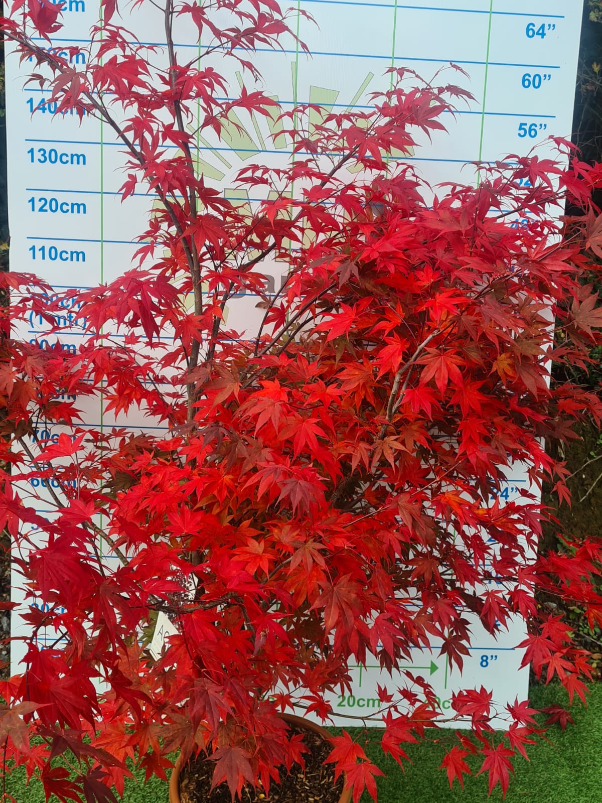 Acer Palmatum 'Atropurpureum' (Purple Japanese Maple)
