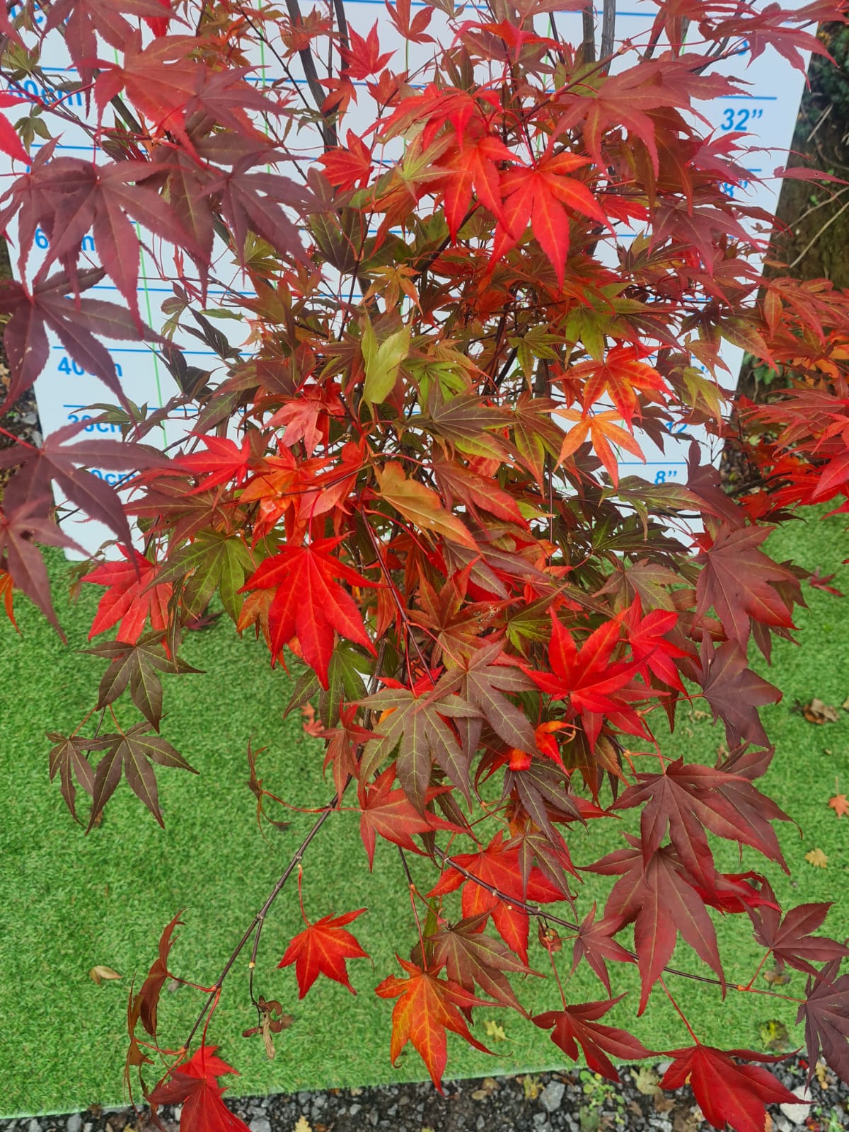 Acer Palmatum 'Atropurpureum' (Purple Japanese Maple)
