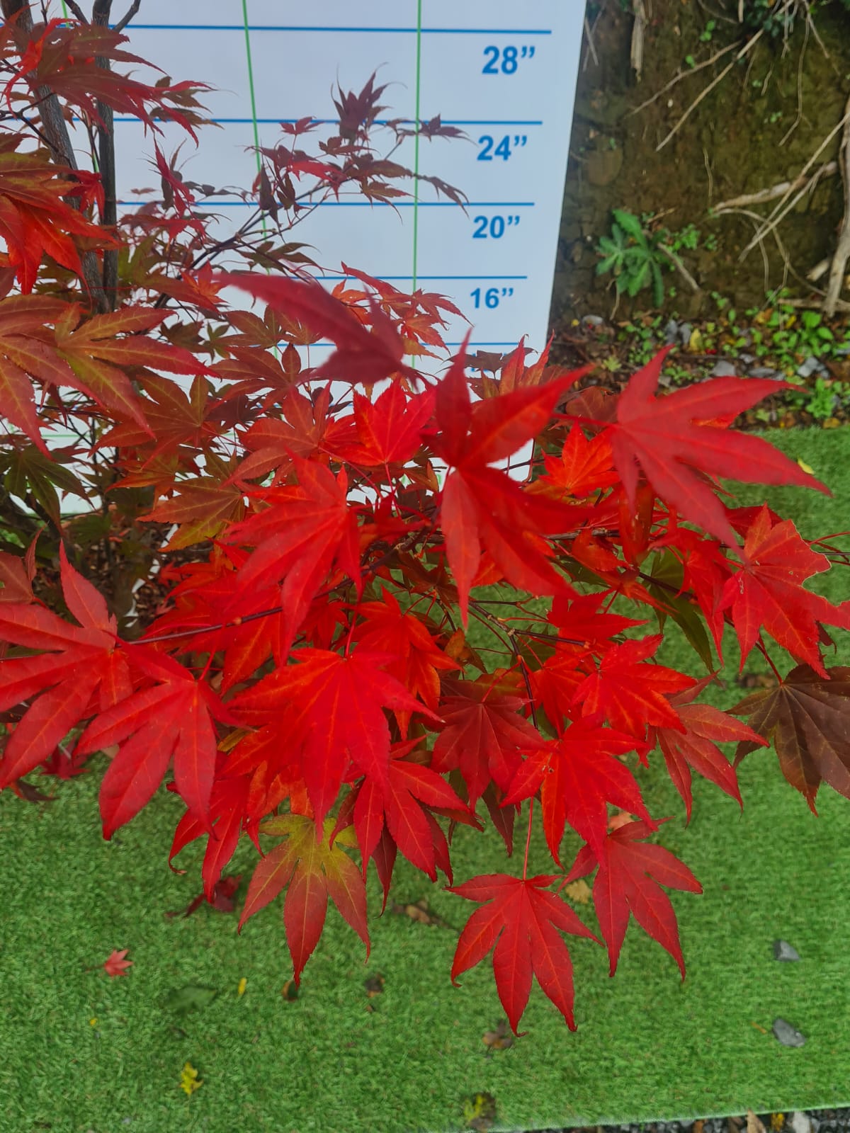 Acer Palmatum 'Atropurpureum' (Purple Japanese Maple)
