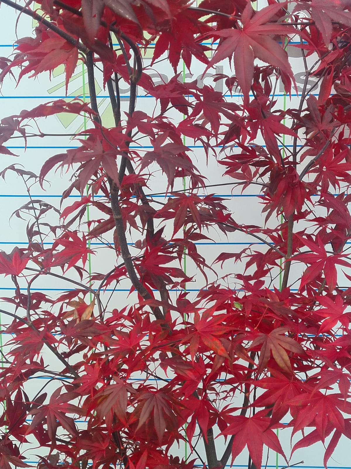 Acer Palmatum 'Atropurpureum' (Purple Japanese Maple)