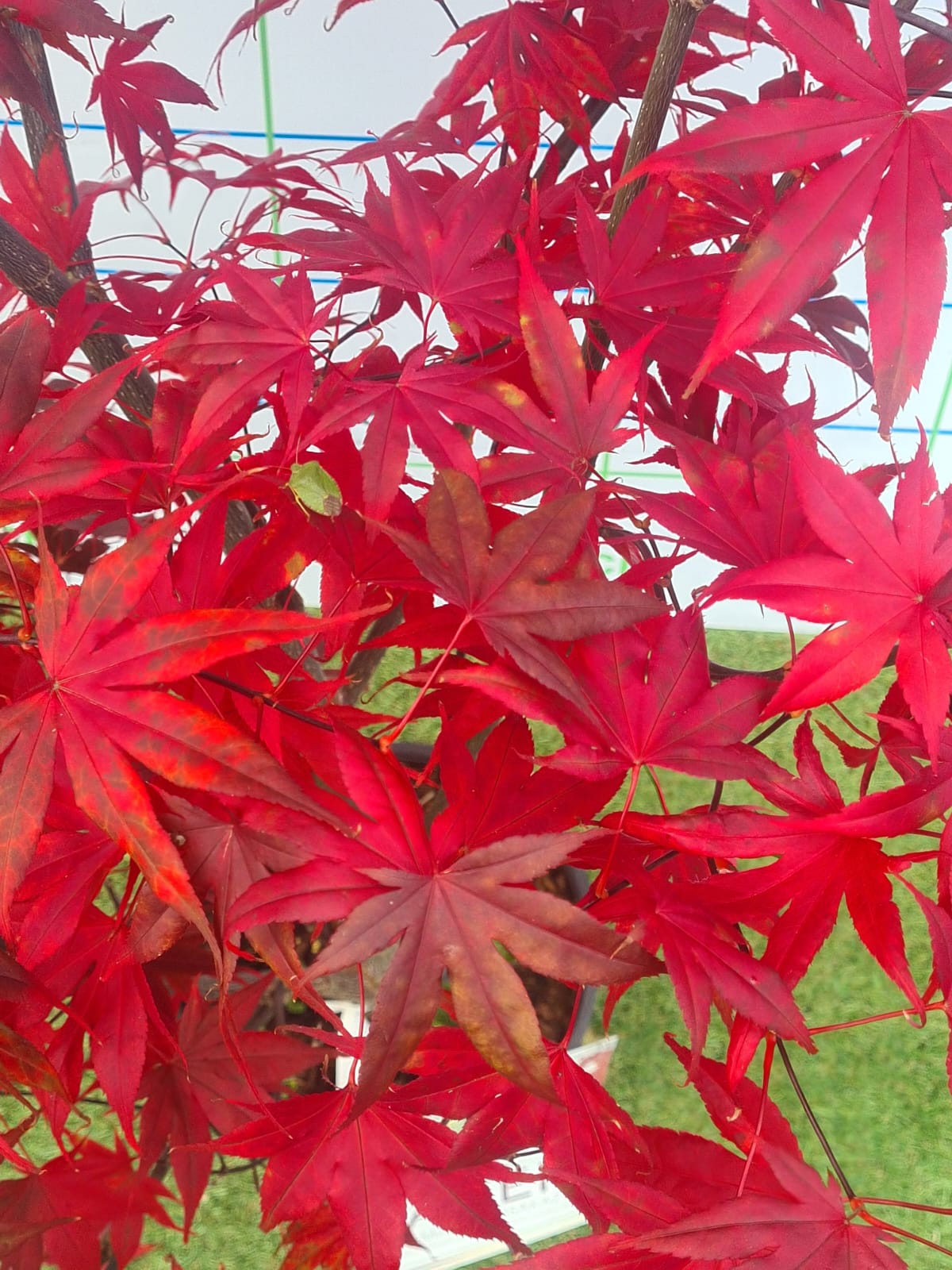Acer Palmatum 'Atropurpureum' (Purple Japanese Maple)