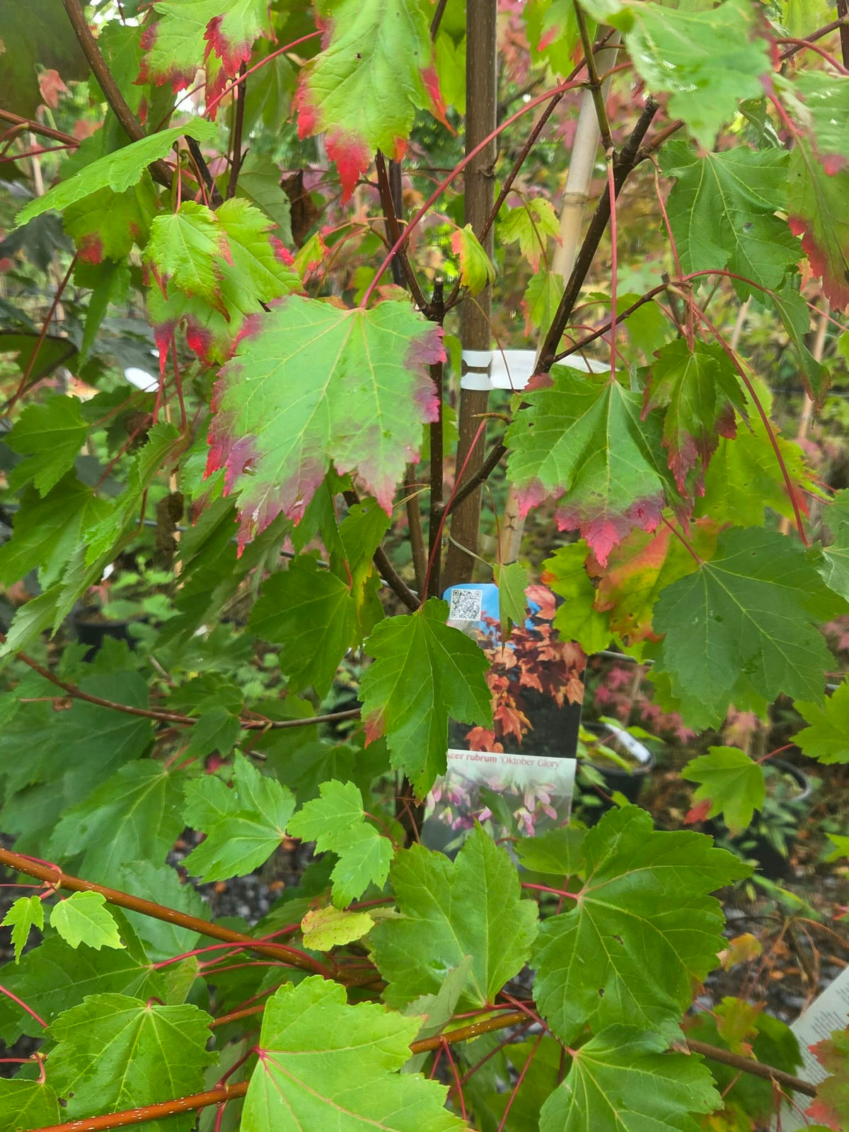 Acer Rubrum October Glory
