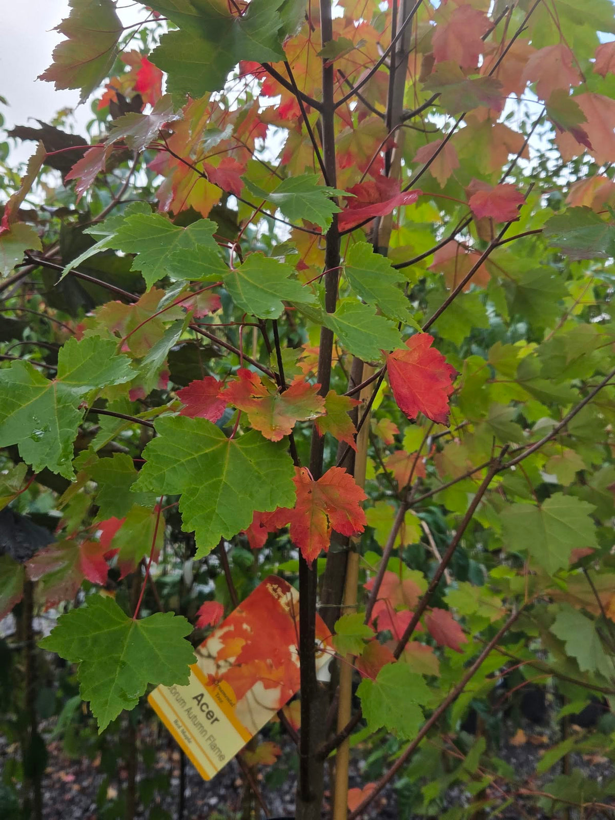 * * Special LARGE Acer Tree Bundle. ** 3 For €135.00