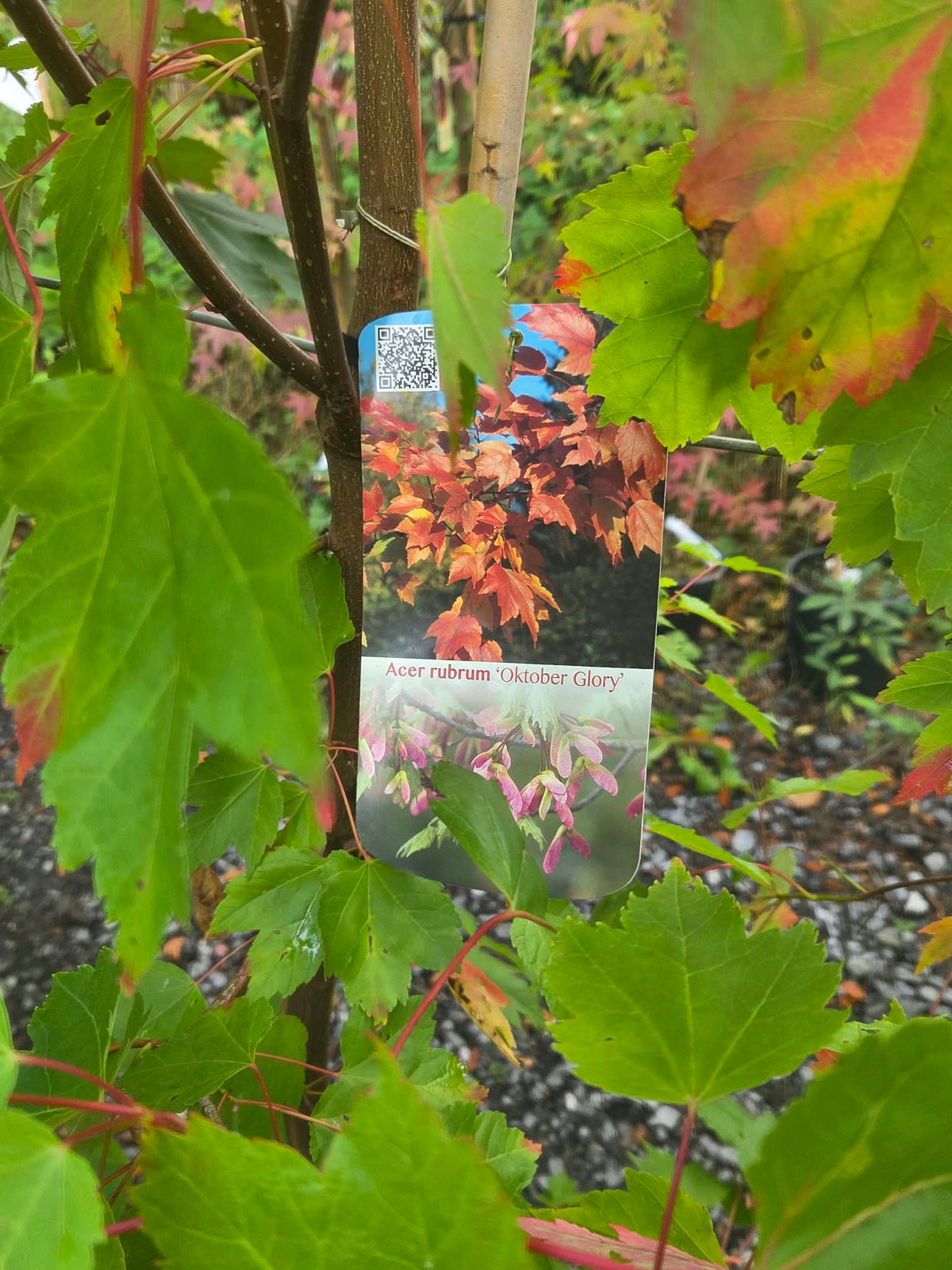 Acer Rubrum October Glory