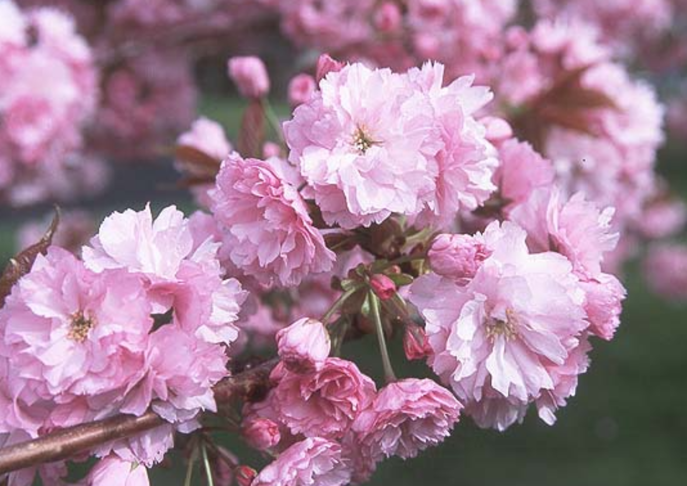 6 Tree Bundle Special Offer