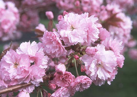 3 Tree Bundle - Royal Burgandy, Pauls Scarlet, Prunus S. Kanzan, Special Offer