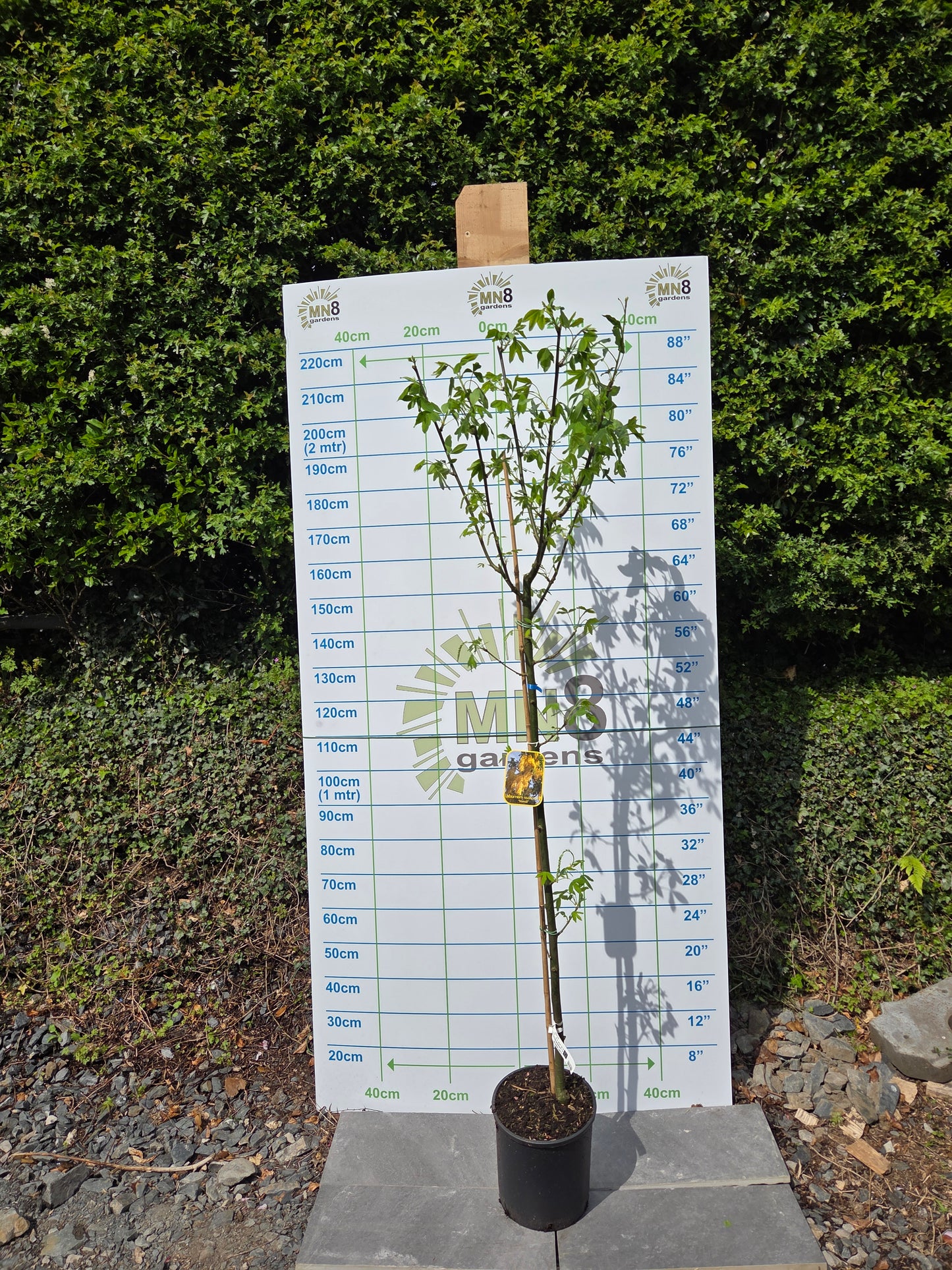 Laburnum x watereri 'Vossii' (Golden Chain Tree)